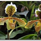 Orchideen-02