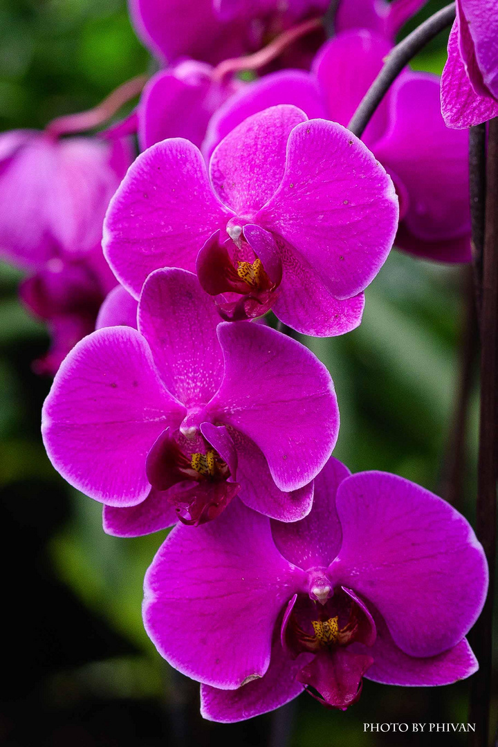 Orchideen 02