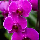 Orchideen 02