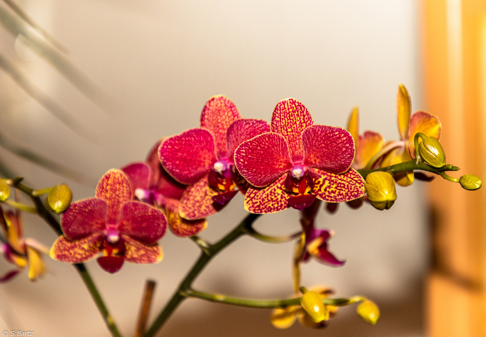 Orchideen (02)