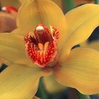 Orchideen 02