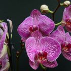 Orchideen