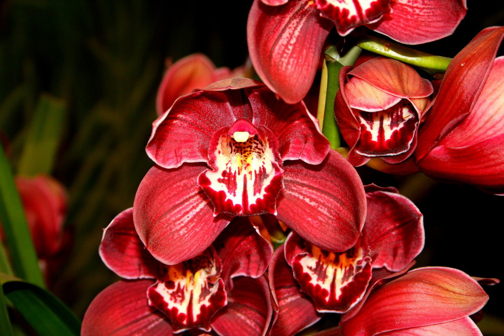 Orchideen