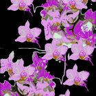 Orchideen