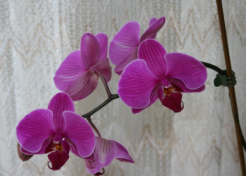 Orchideen