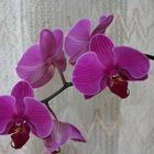 Orchideen