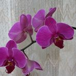 Orchideen