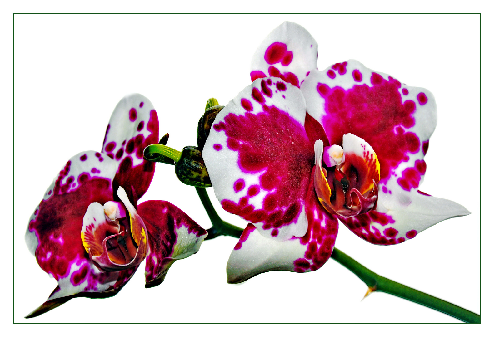 Orchideen Foto & Bild | pflanzen, pilze & flechten, blüten