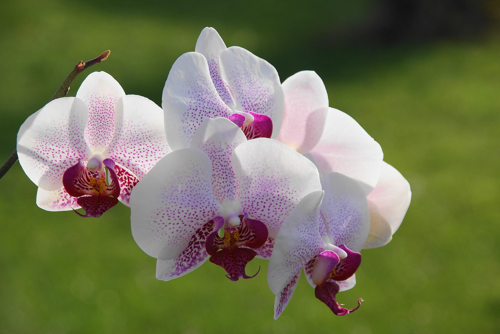 Orchideen Foto &amp; Bild pflanzen, pilze &amp; flechten, blüten
