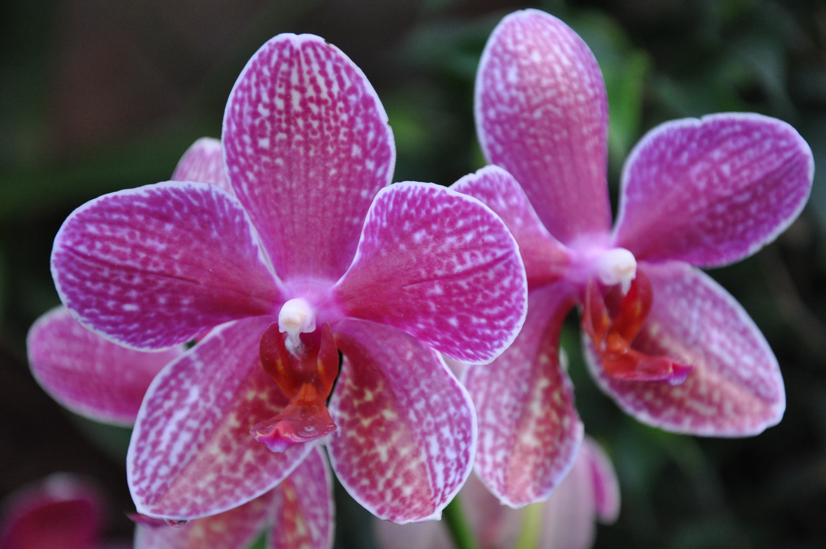 Orchideen