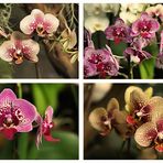 Orchideen