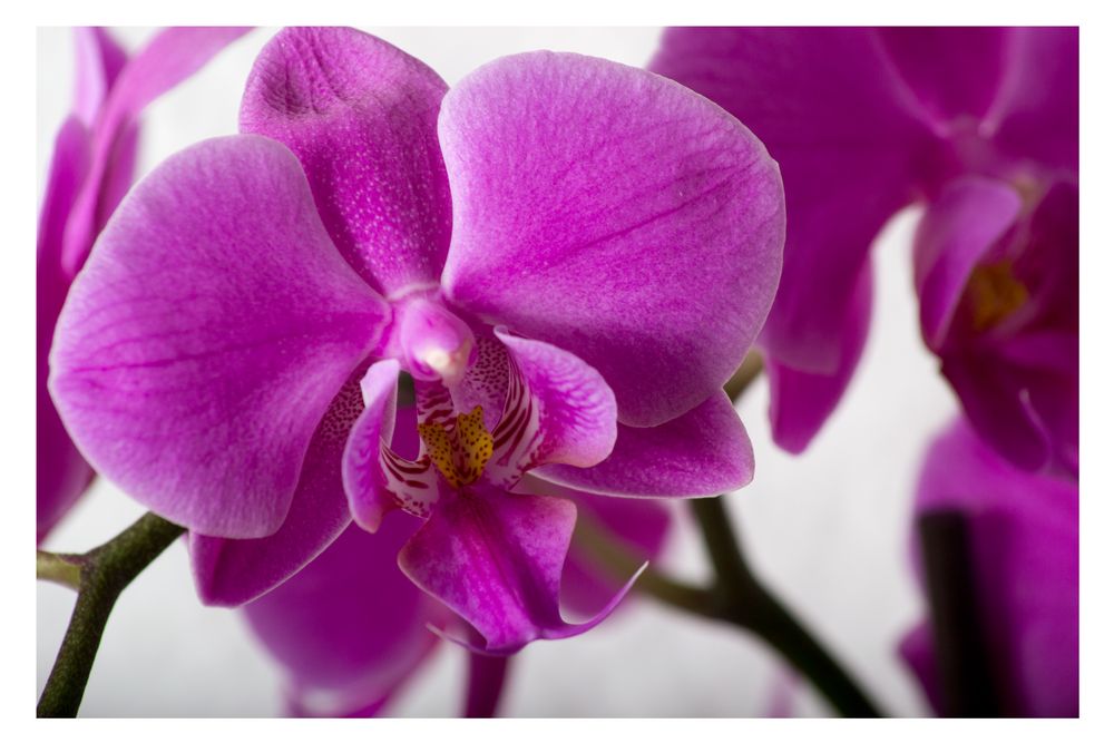 Orchideen von Foto6767