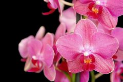 Orchideen