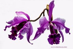  Orchideen