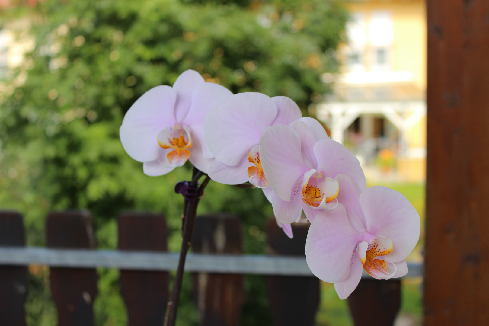 Orchideen