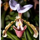 Orchideen 1