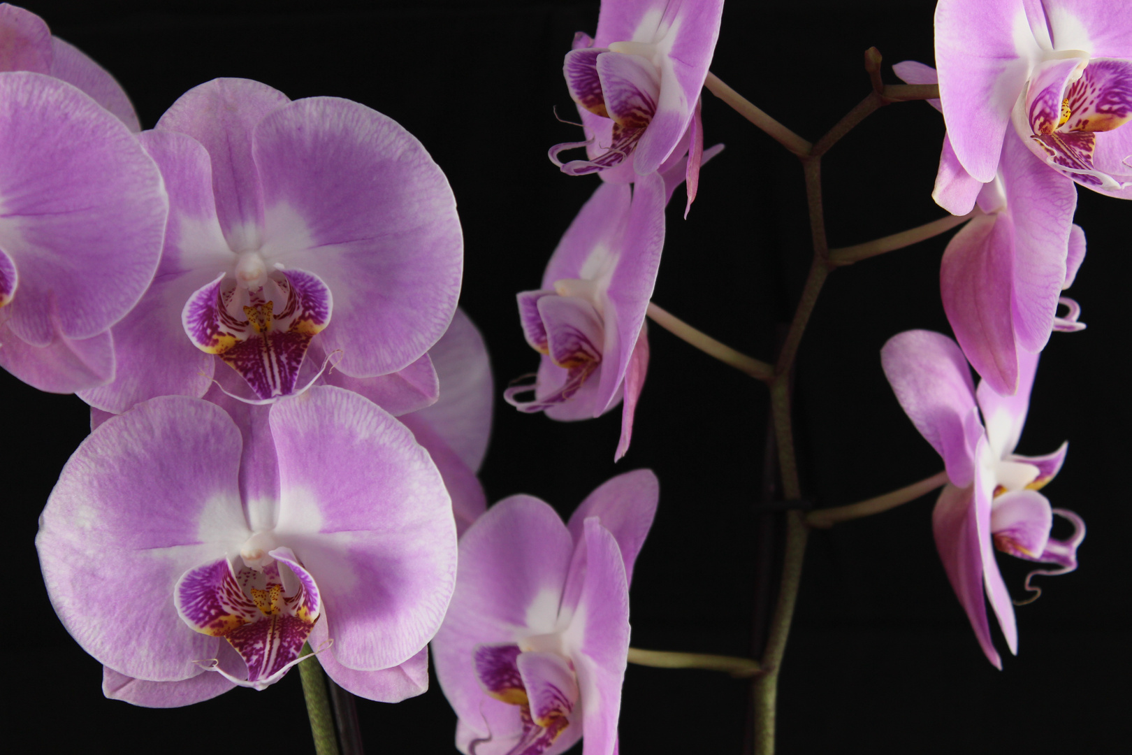 Orchideen 1