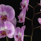 Orchideen 1