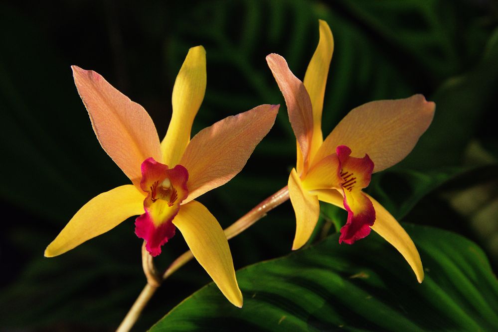 Orchideen-1