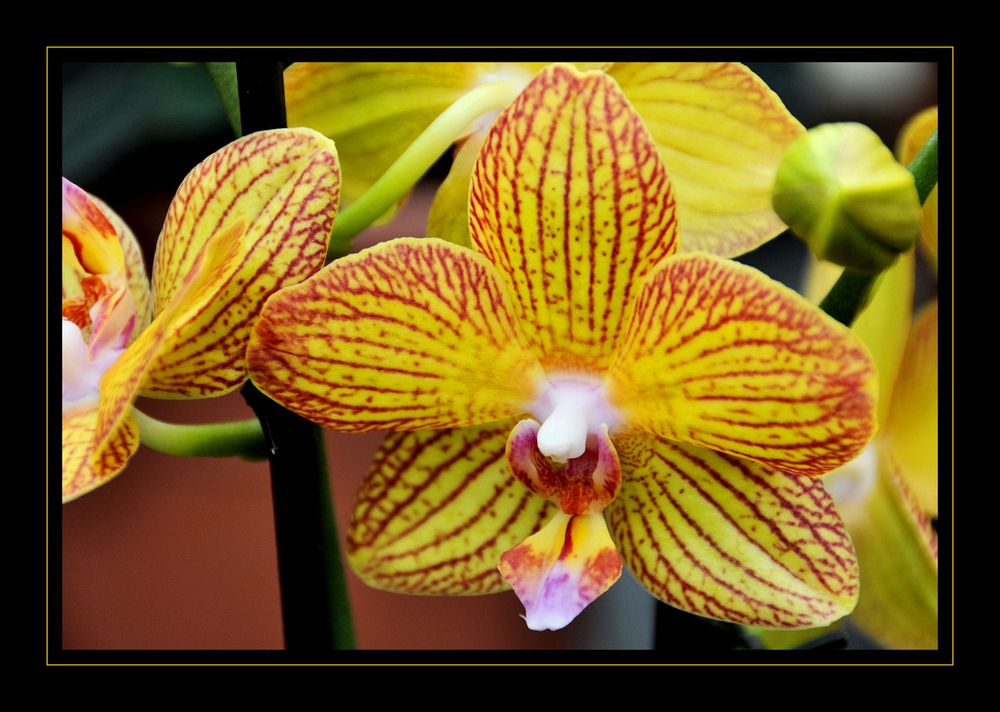 Orchideen -1-