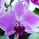 Orchideen 1