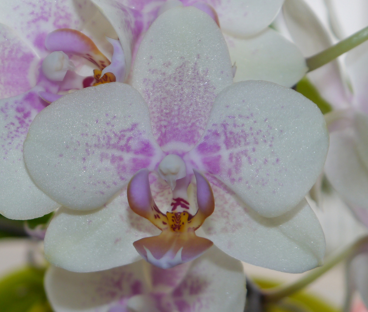 Orchideen 1