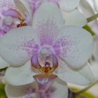 Orchideen 1