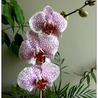 Orchideen 1