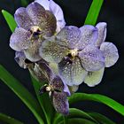 Orchideen 1