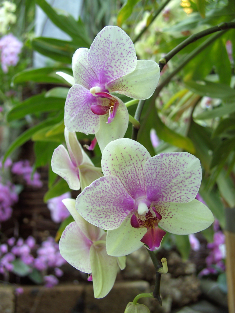 Orchideen 1