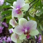 Orchideen 1