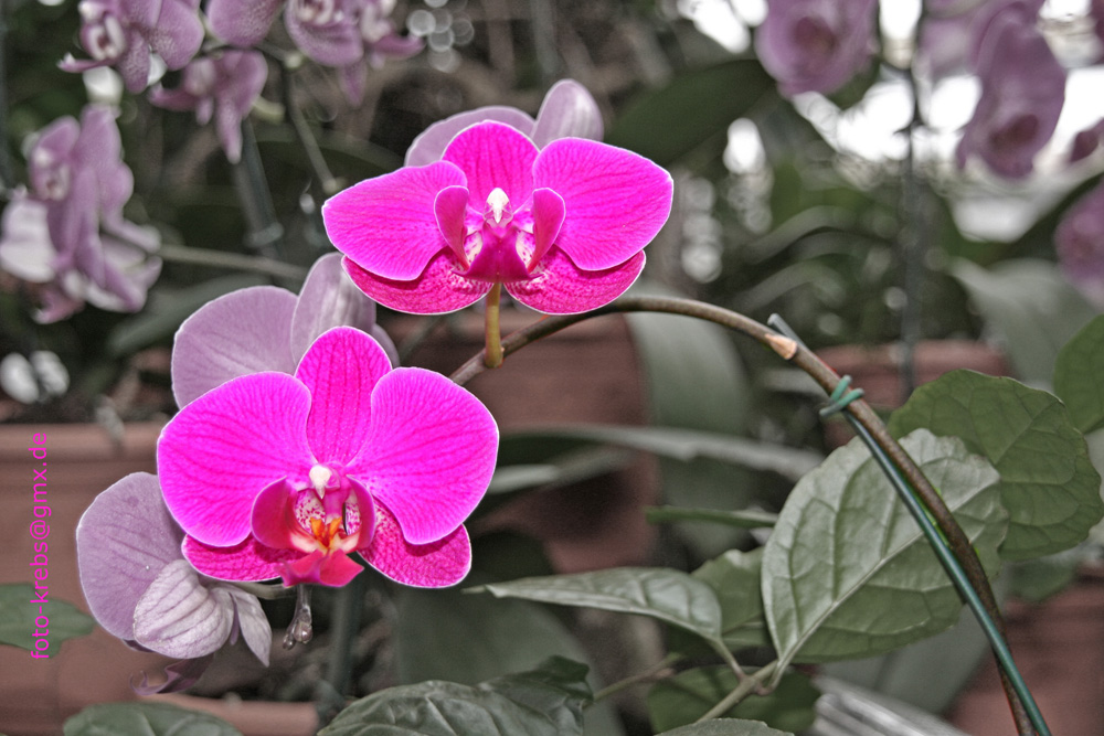 Orchideen (1)