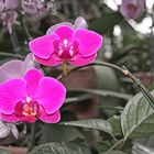 Orchideen (1)