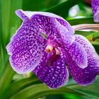 Orchideen 1