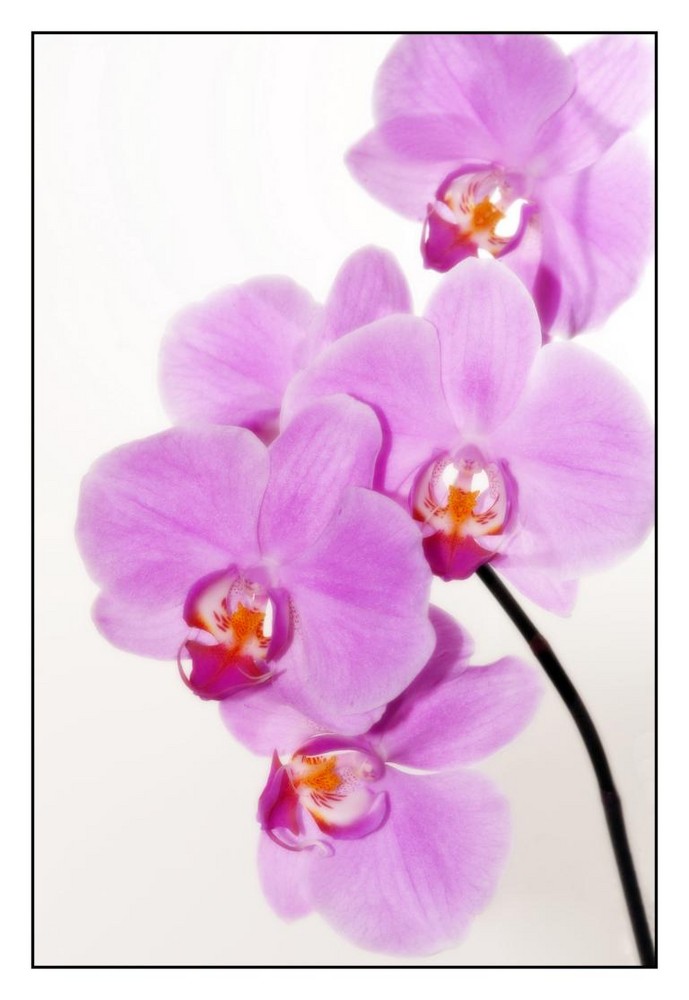 Orchideen #1