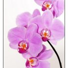 Orchideen #1