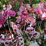 Orchideen -1-