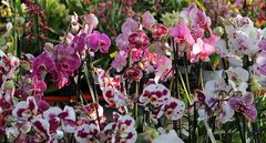Orchideen -1-