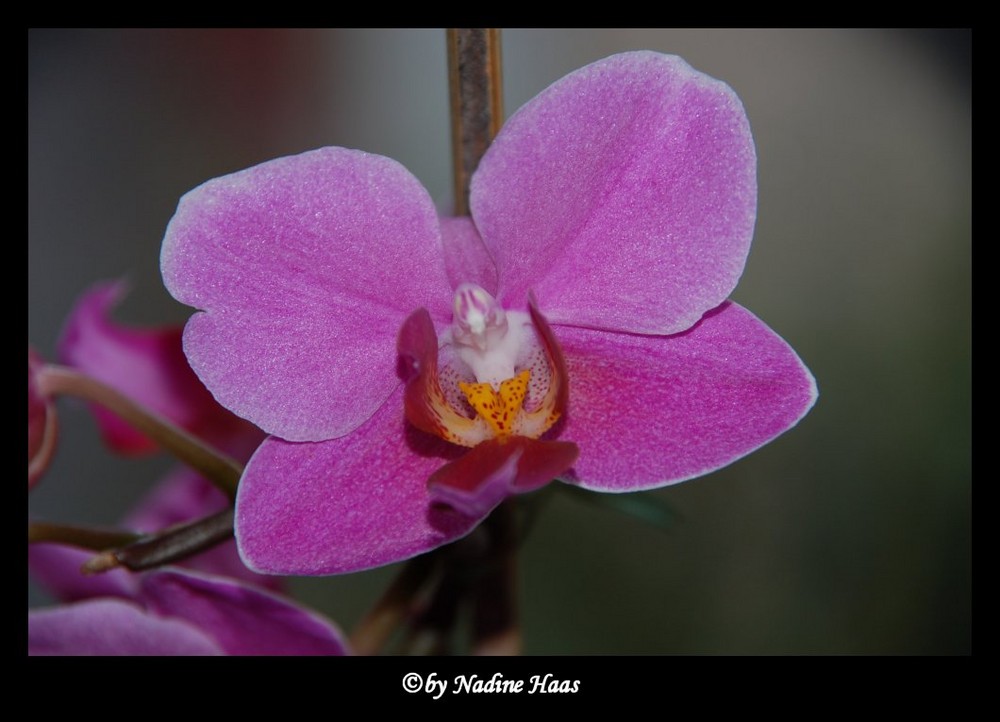 Orchideen [1]