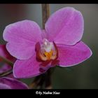 Orchideen [1]