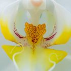 Orchideen 1