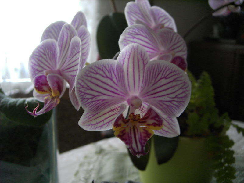 Orchideen =1=