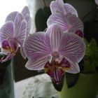 Orchideen =1=