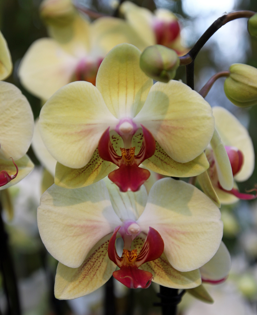 Orchideen -11-