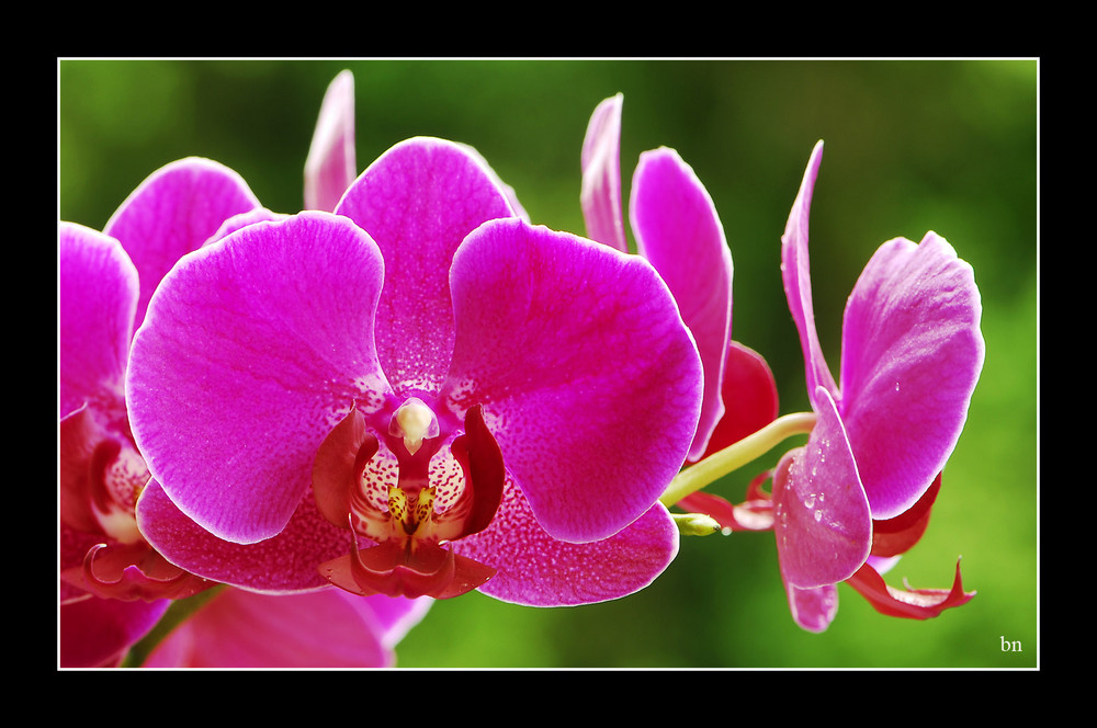 Orchideen 11