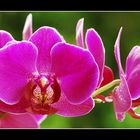 Orchideen 11