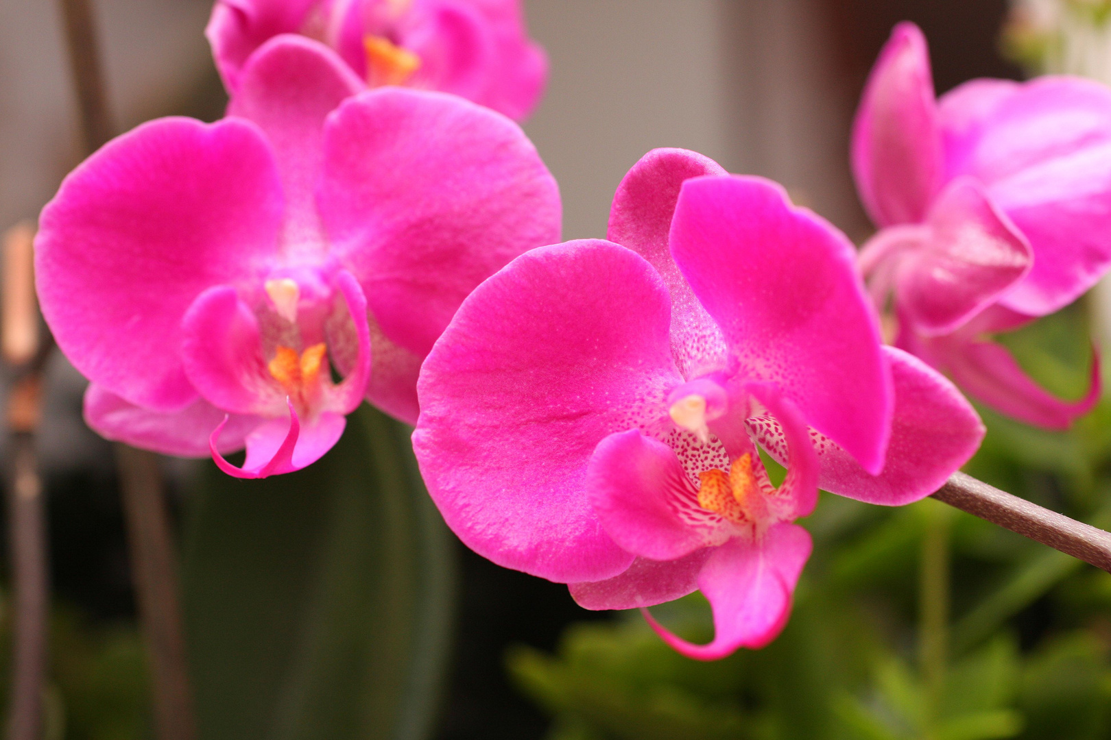 Orchideen 11