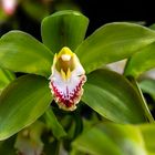 Orchideen-14