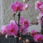 Orchideen 14