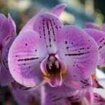 Orchideen -14-